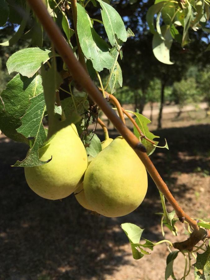 Agriturismo Su Pirastru Sa Castanza Exteriör bild